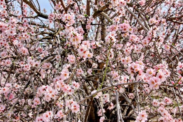 עץ השקד, הצילום: אלכסנדר שיפריין, 2022