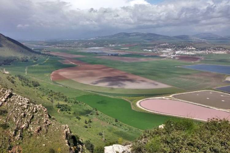 שדות חיטה בעמק יזרעאל צילום: איתי פלינט