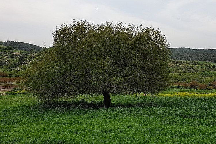 נחל ציפורי צילום: מיזם התמונות לשימור מורשת - סיורים, מתוך אתר פיקיויקי