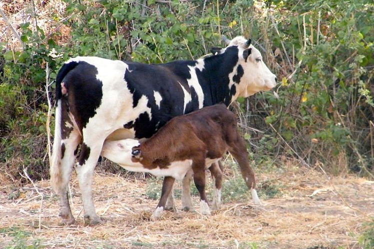 פרה ועגל, צילום: אריק רייזמן, מתוך: אתר פיקיויקי