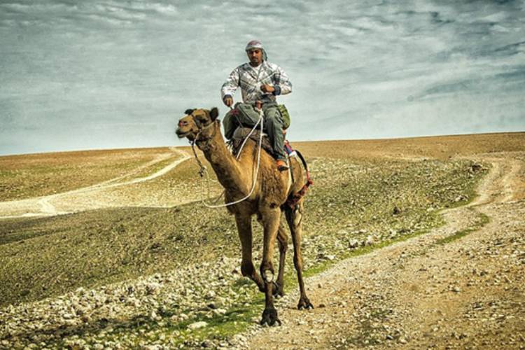 גמל בנגב צילום: זאב שטיין, מתוך אתר פיקיויקי