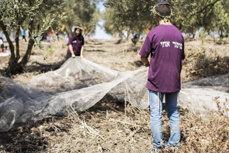 המסיק צילום: דוברות השומר החדש