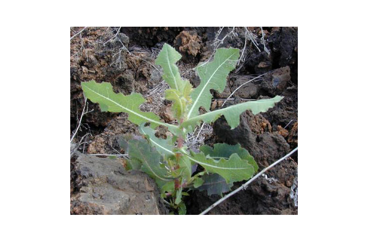 חסת המצפן – Lactuca serriola – מין הבר, צילום: מתוך אתר ויקיפדיה