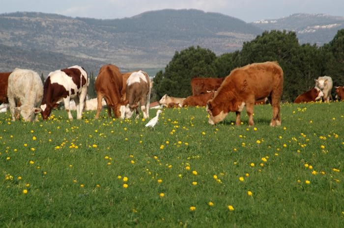 פרות בגליל התחתון, צילום: אילן שריף, מתוך: אתר פיקיויקי