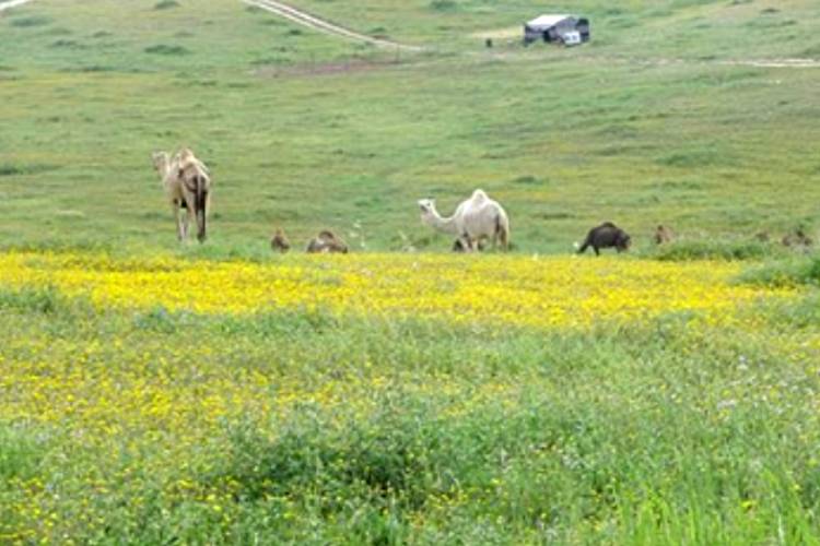 גמל בטבע צילום: מרכז להבה רהט, מתוך אתר פיקיויקי