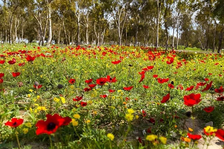 השבת השחורה או השבת האדומה? | גיליון 14