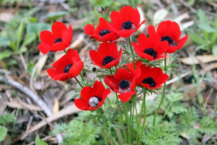 דרום אדום, 2022. הצילום: אלכסנדר שיפריין