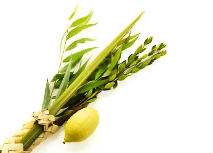 ארבעת המינים, צילום: shutterstock