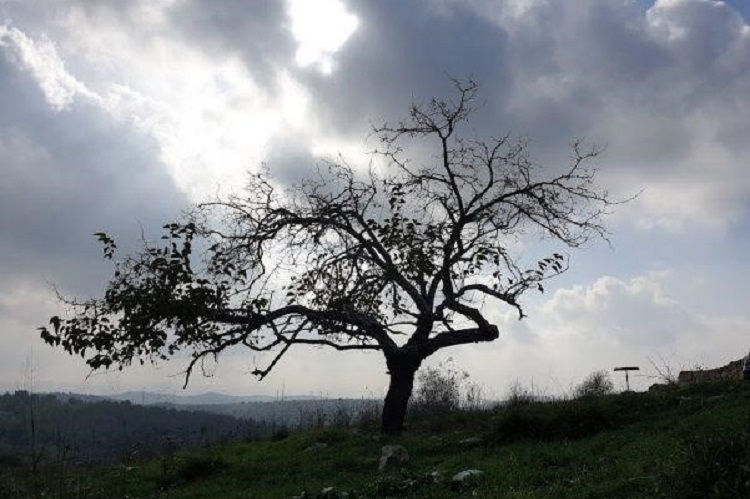 עץ במדרון, צילום: זאב זמין, מתוך: אלבום התמונות המשותף, מרכז נע"ם