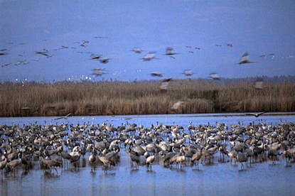 בתמונה: אגמון, מראה כללי של להקת עגורים במעוף, 2007. הצילום: OHAYON AVI (לע"מ)